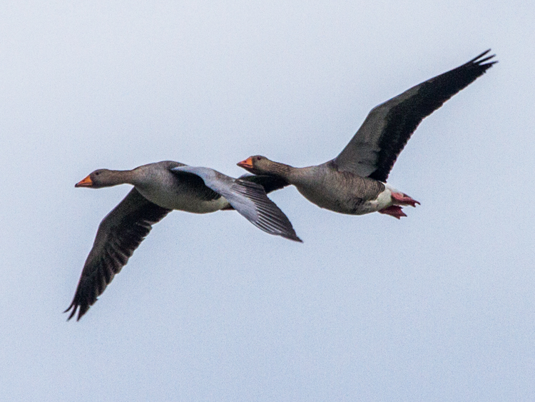 domestic Greylag Goose x Swan Goose hybrid